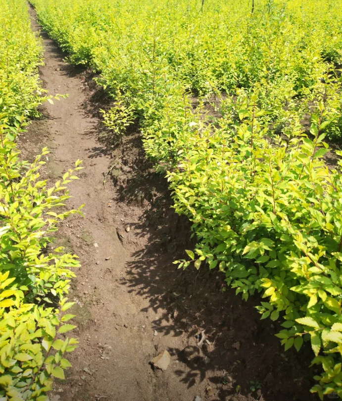 金叶榆小苗有需要的吗，可以出圃了