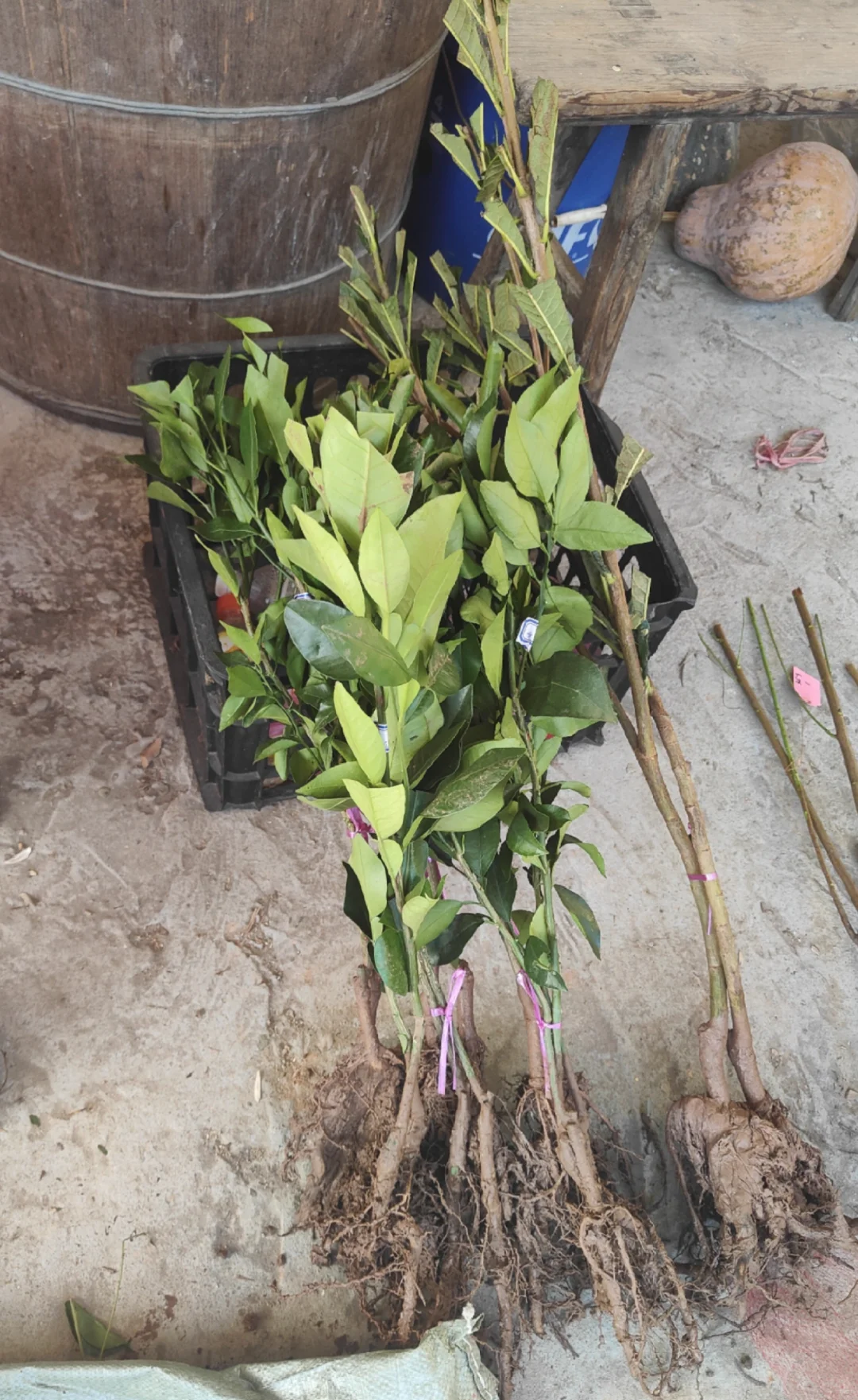 应森苗木的到了