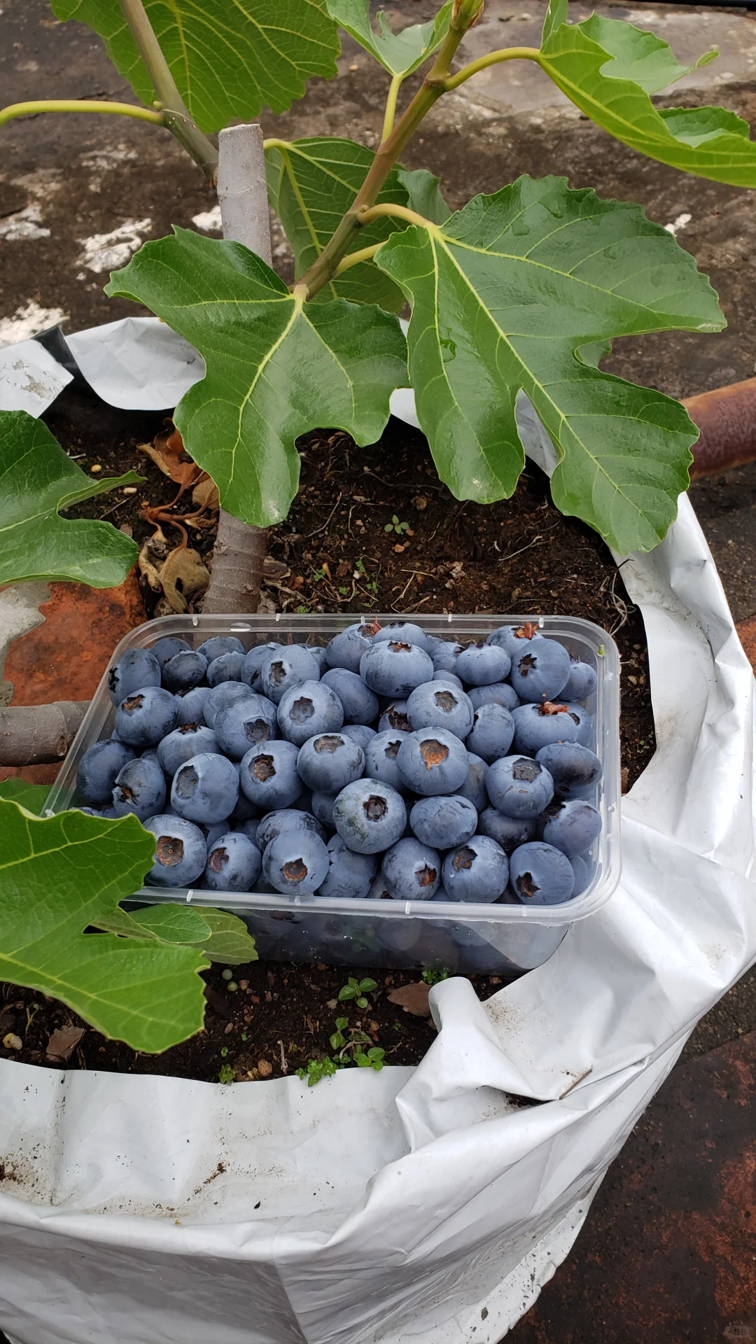 今年的蓝莓燃尽了