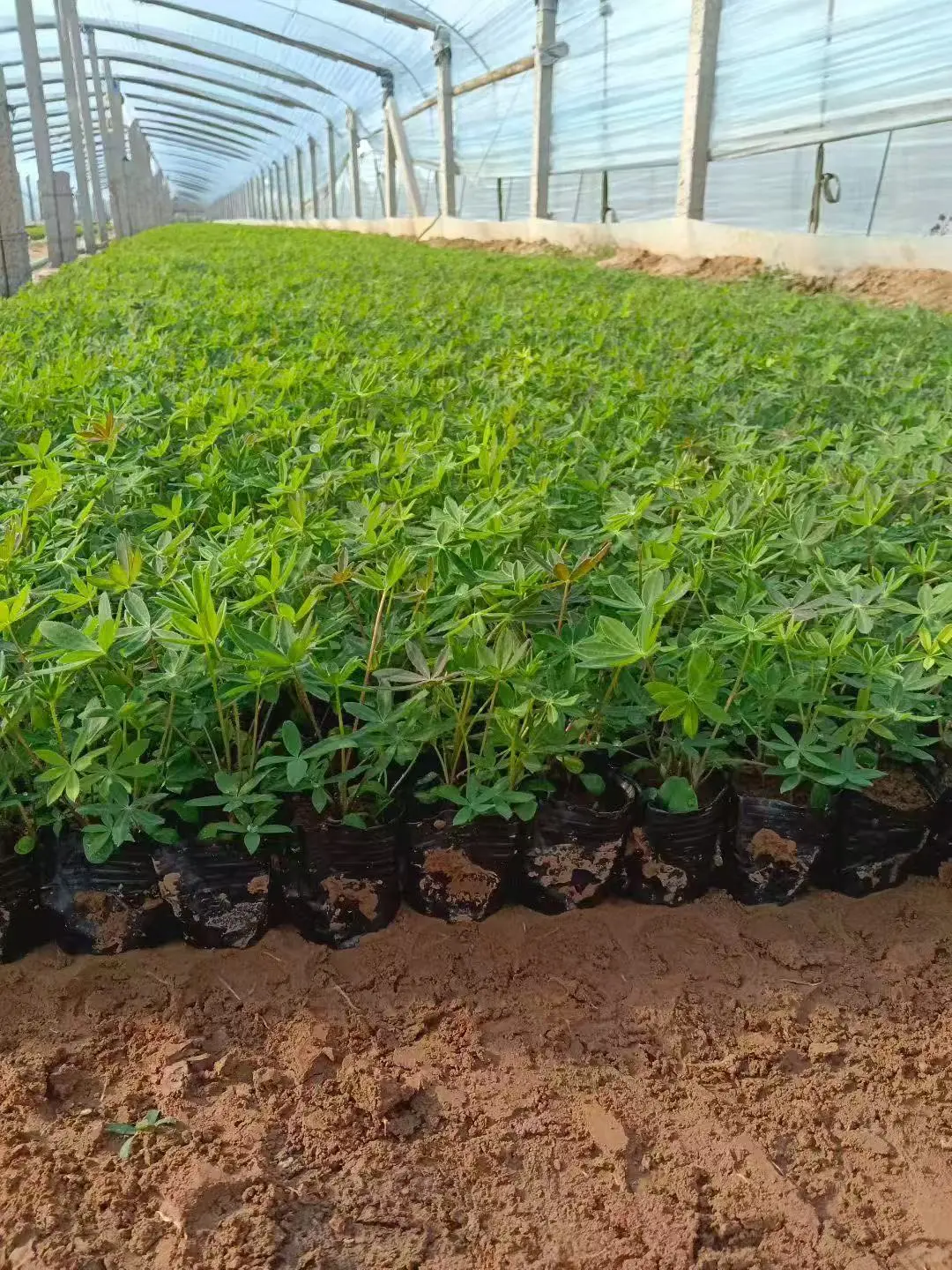 工程苗适合有花园要地栽的花友