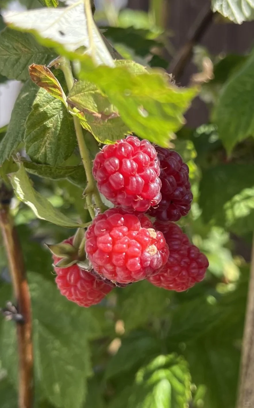 农村长大的孩子都有一段摘树莓的回忆