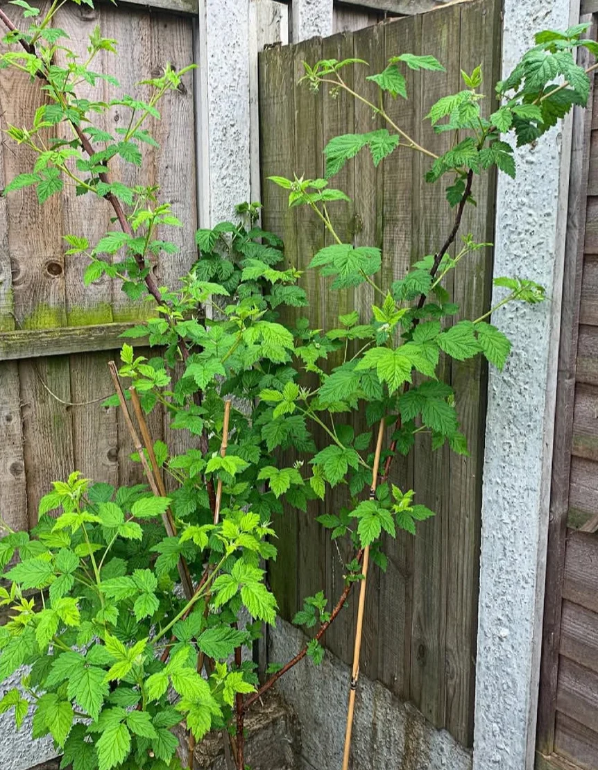 农村长大的孩子都有一段摘树莓的回忆