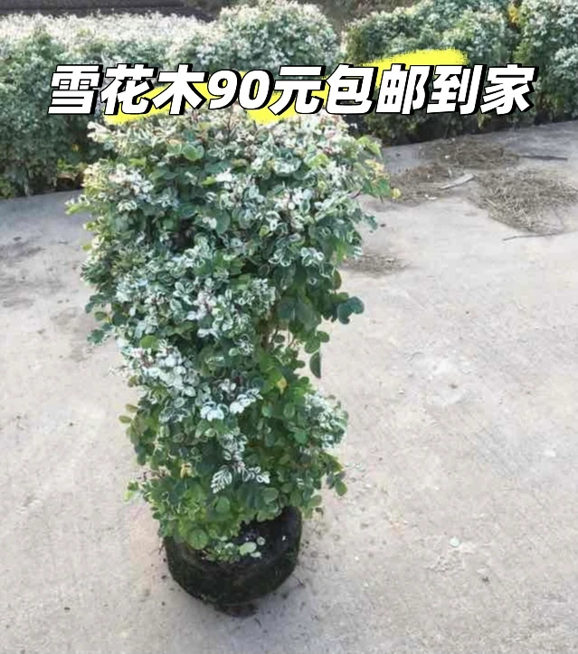 雪花木