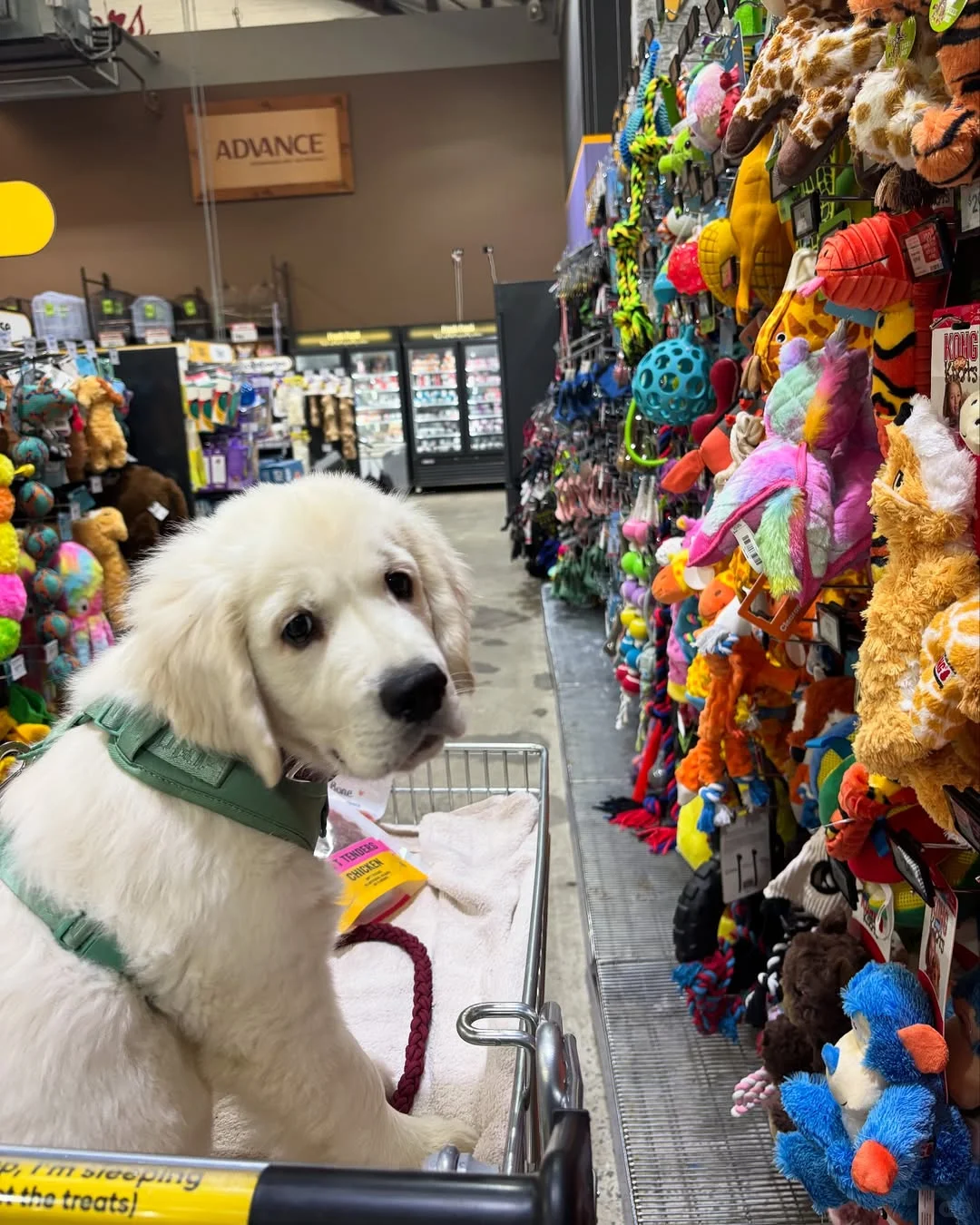 ??澳洲连锁宠物探店?