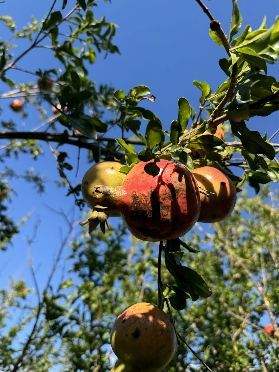 【北京大兴 】各种果树包种包活
