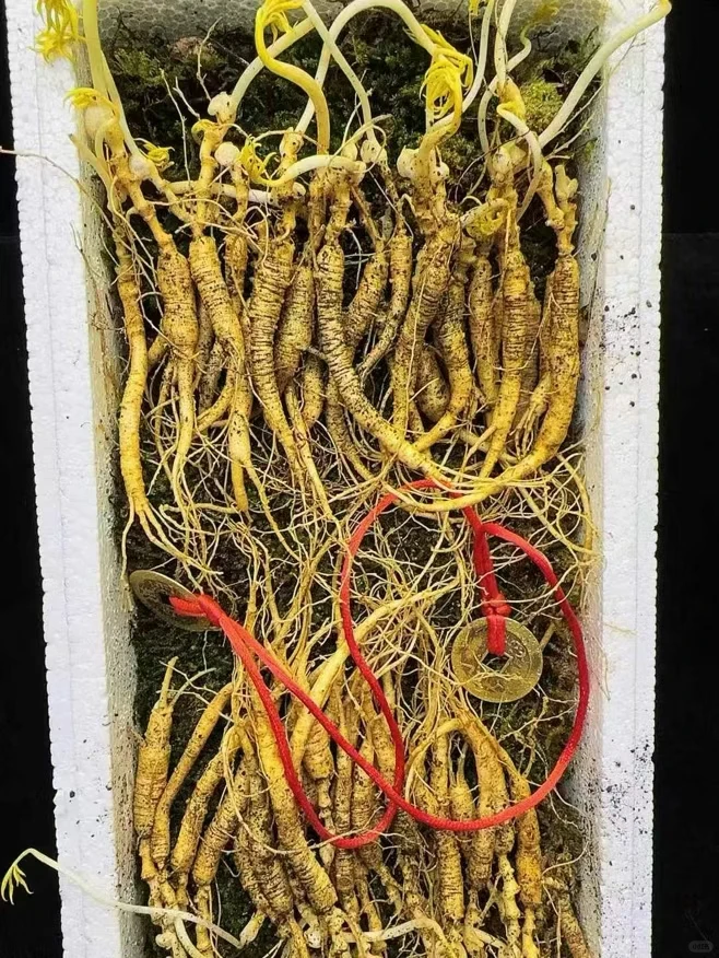 【林下野籽货】