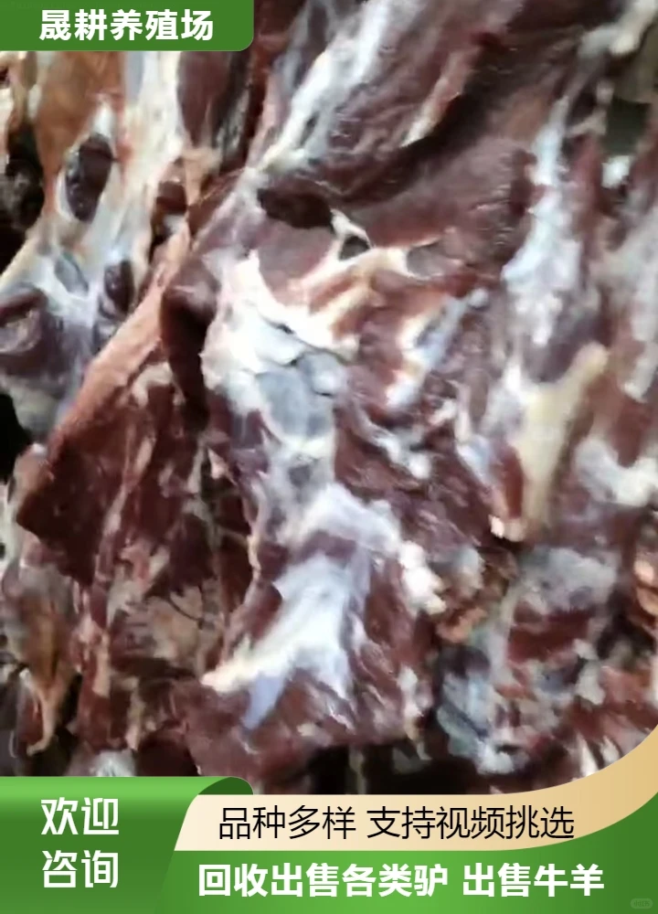 出售肉驴肉养殖场