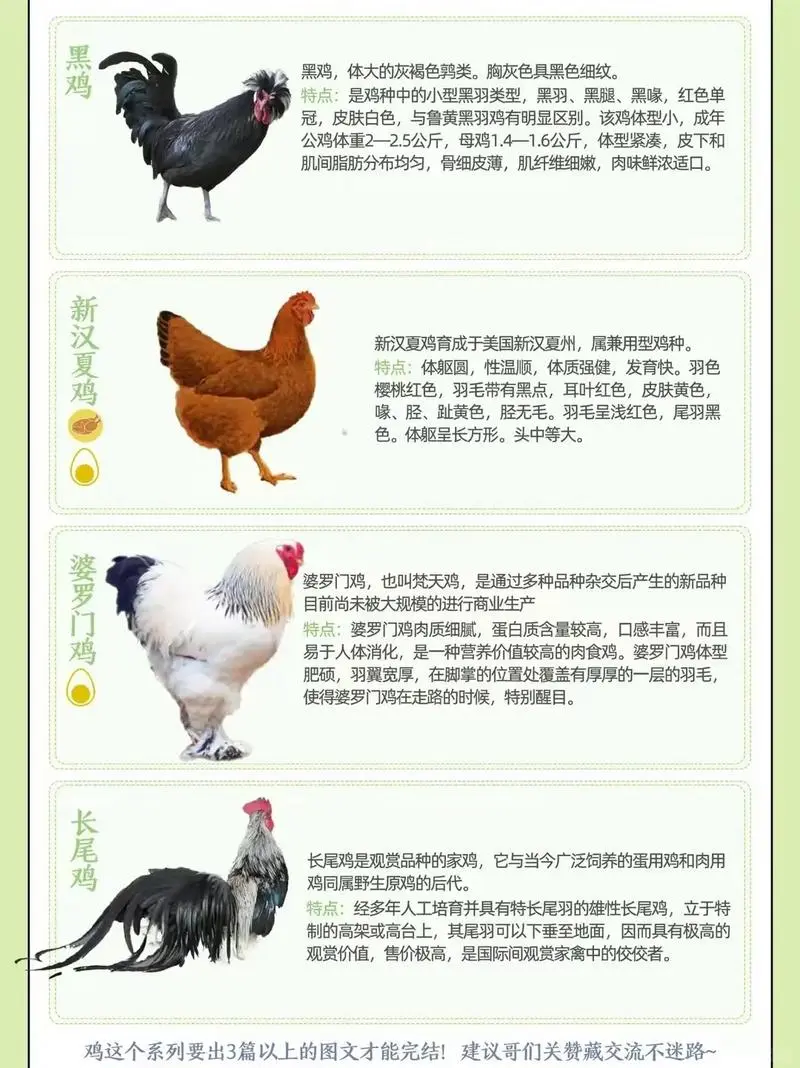 鸡种图鉴三:不止是美味,更是基因库