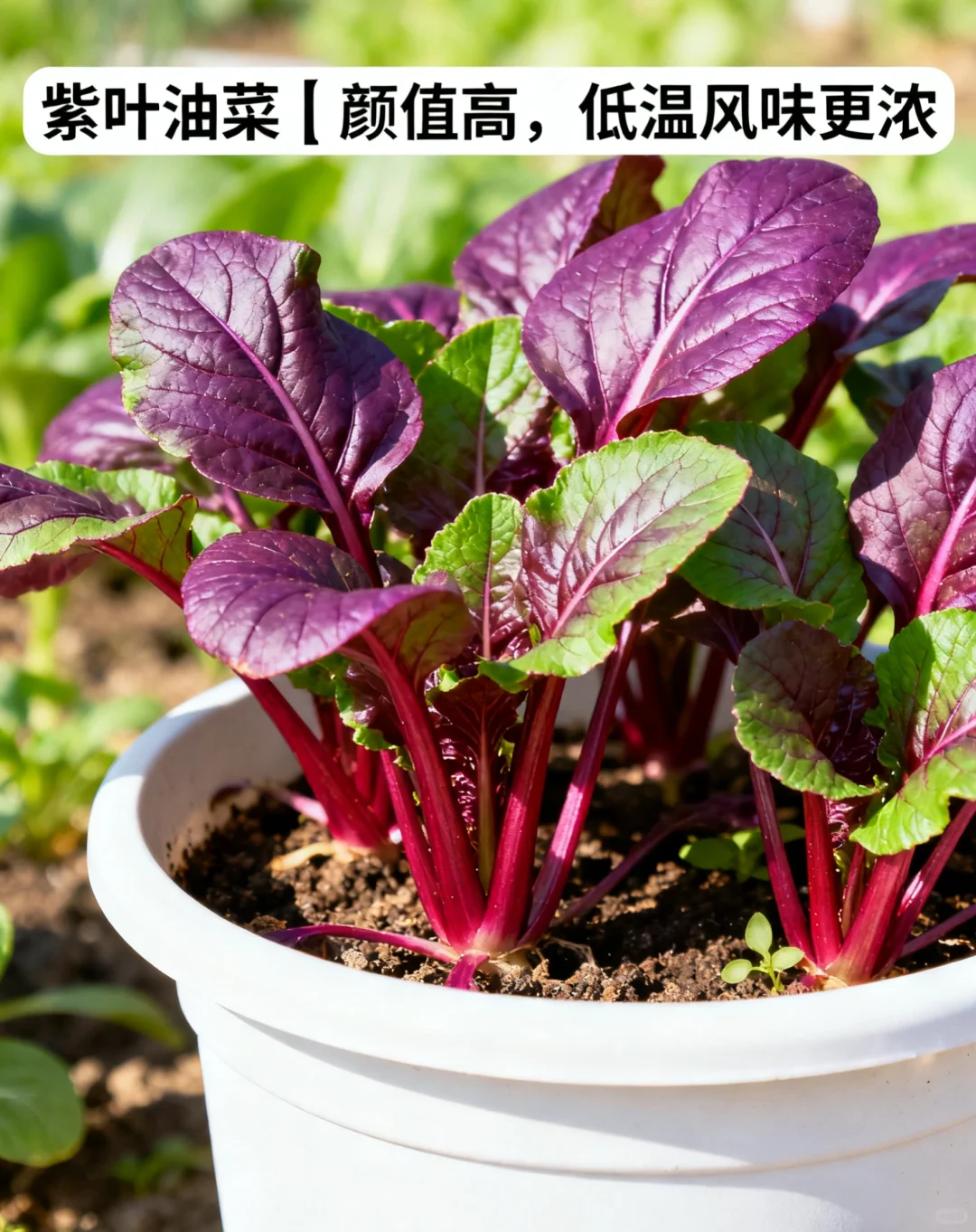 山东11月种菜清单｜14种耐寒菜！新手闭眼冲?