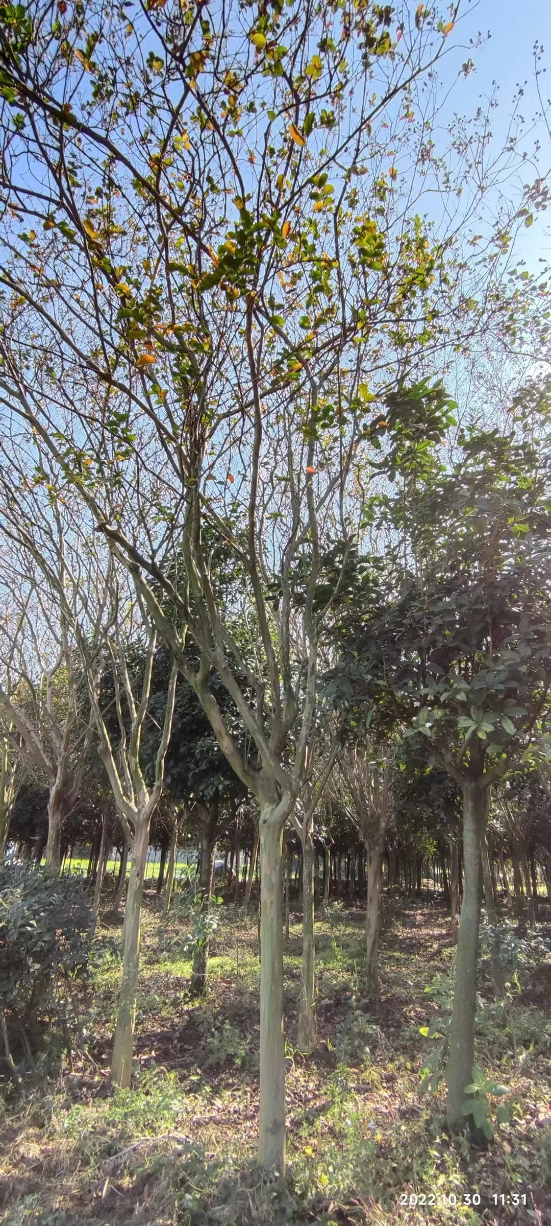 我爸让我把这些树卖出去?