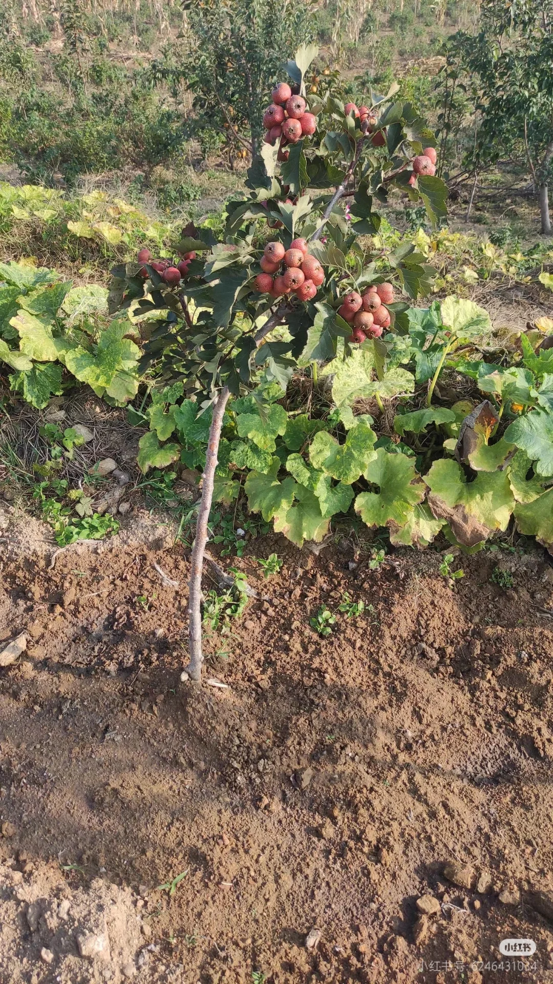 我妈让我发网上,谁买啊