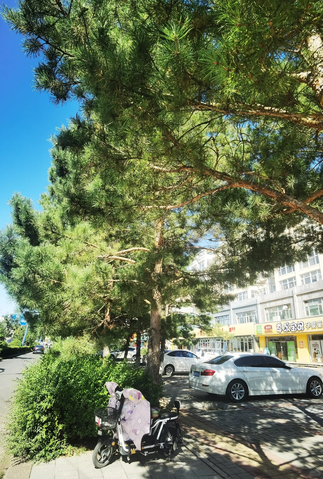 ＃免费 免费 免费公交＃