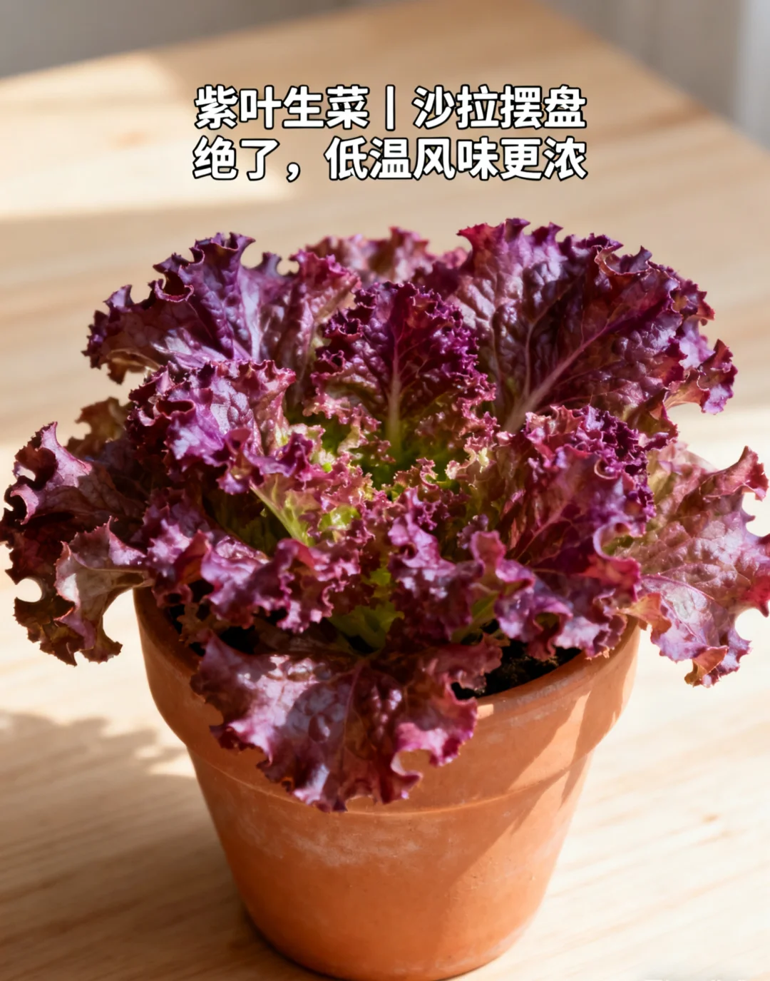 山东11月种菜清单｜14种耐寒菜！新手闭眼冲?