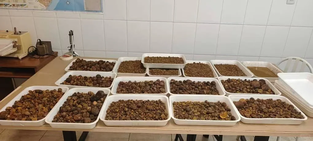 天然牛黄 大量 有实力联系！！！