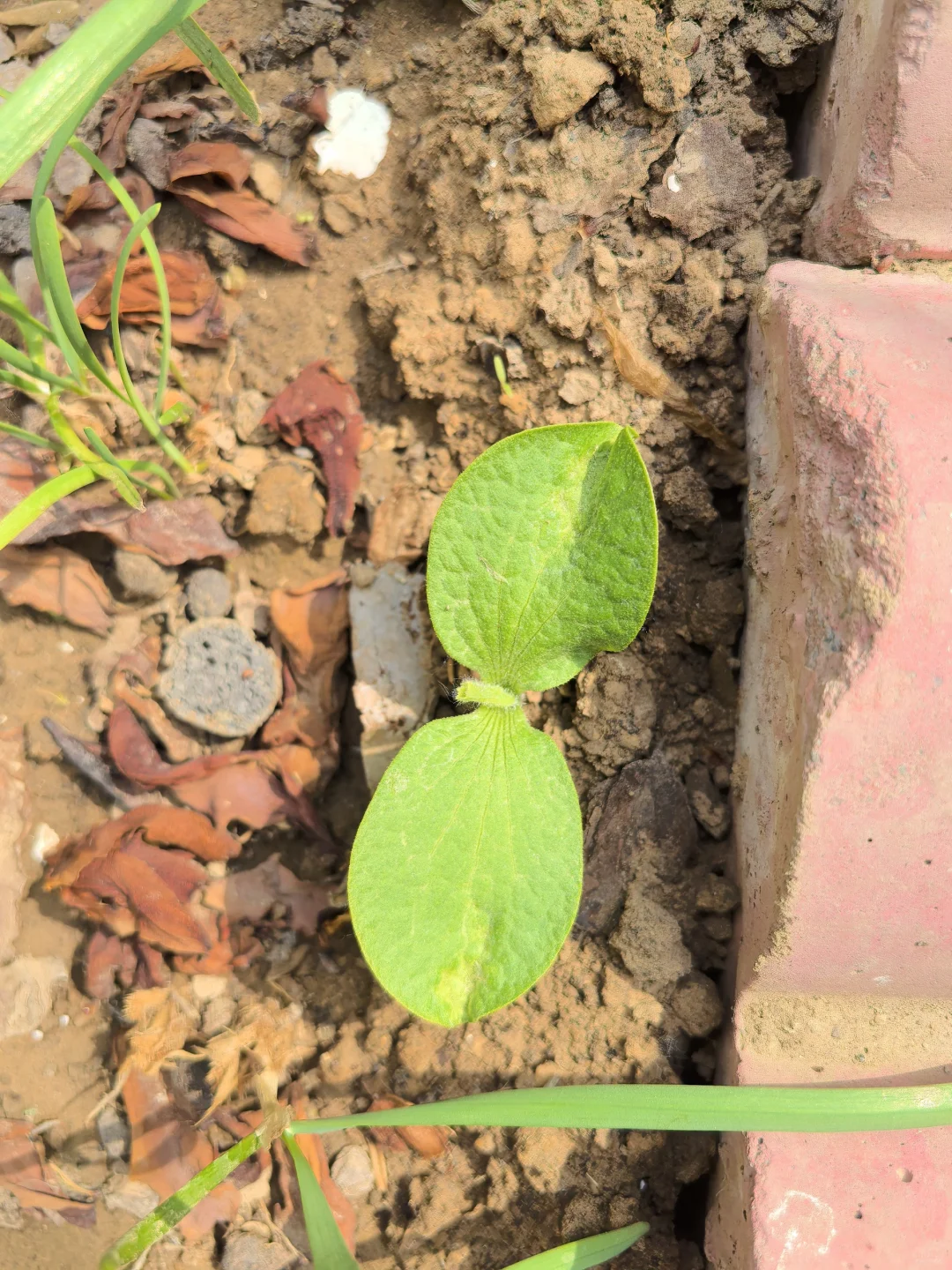 地里不断冒出野苗，怎么办？