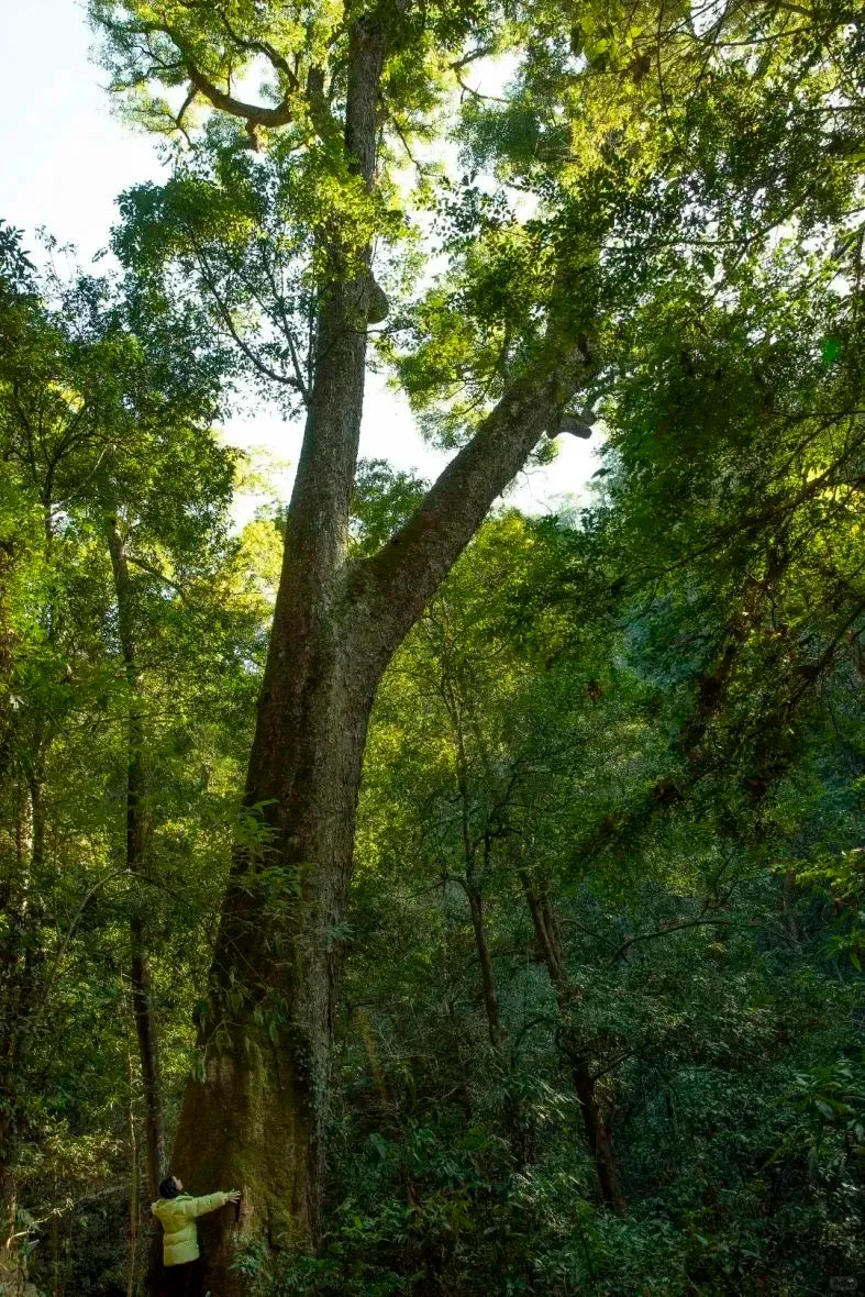 福建隐藏的千年森林！背后故事太戳人了！