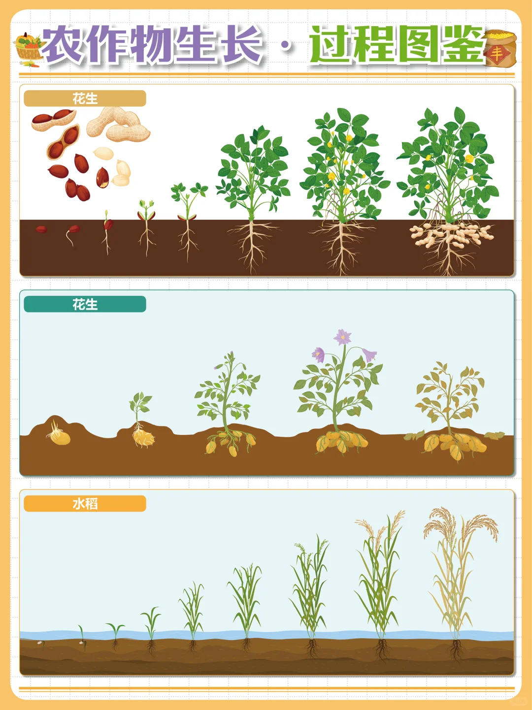 粒粒皆辛苦?让孩子了解丰收背后的故事