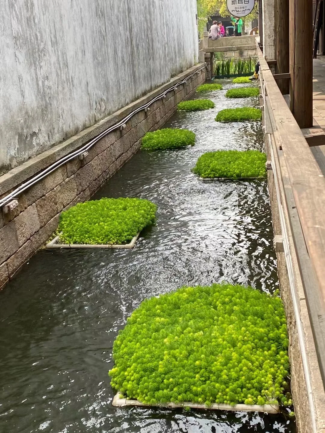 水生态修复美图