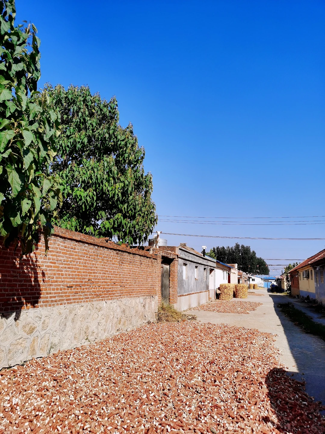 秋日丰收曲～藏在小城里的秋日画卷