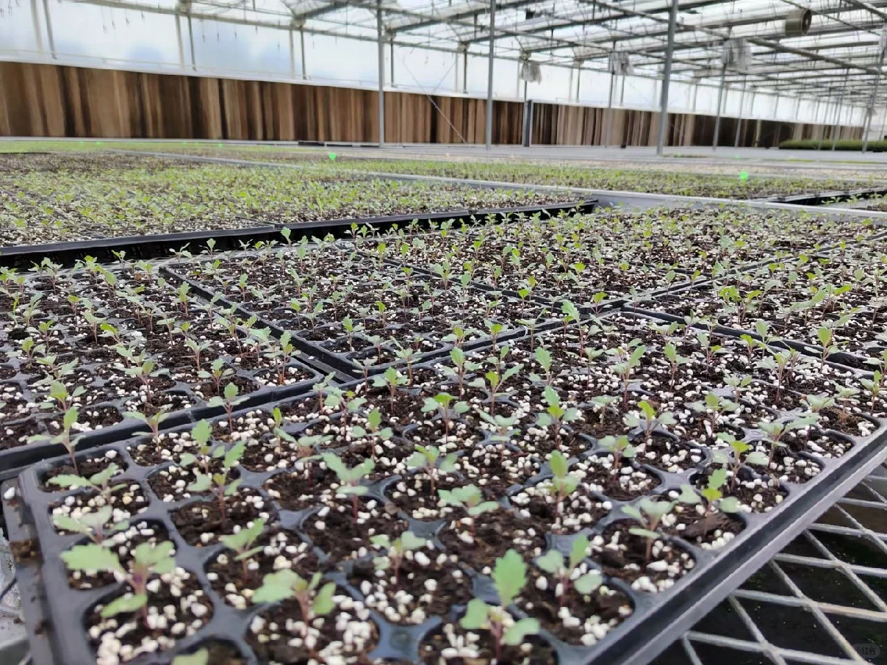 秋冬季可食用性景观植物