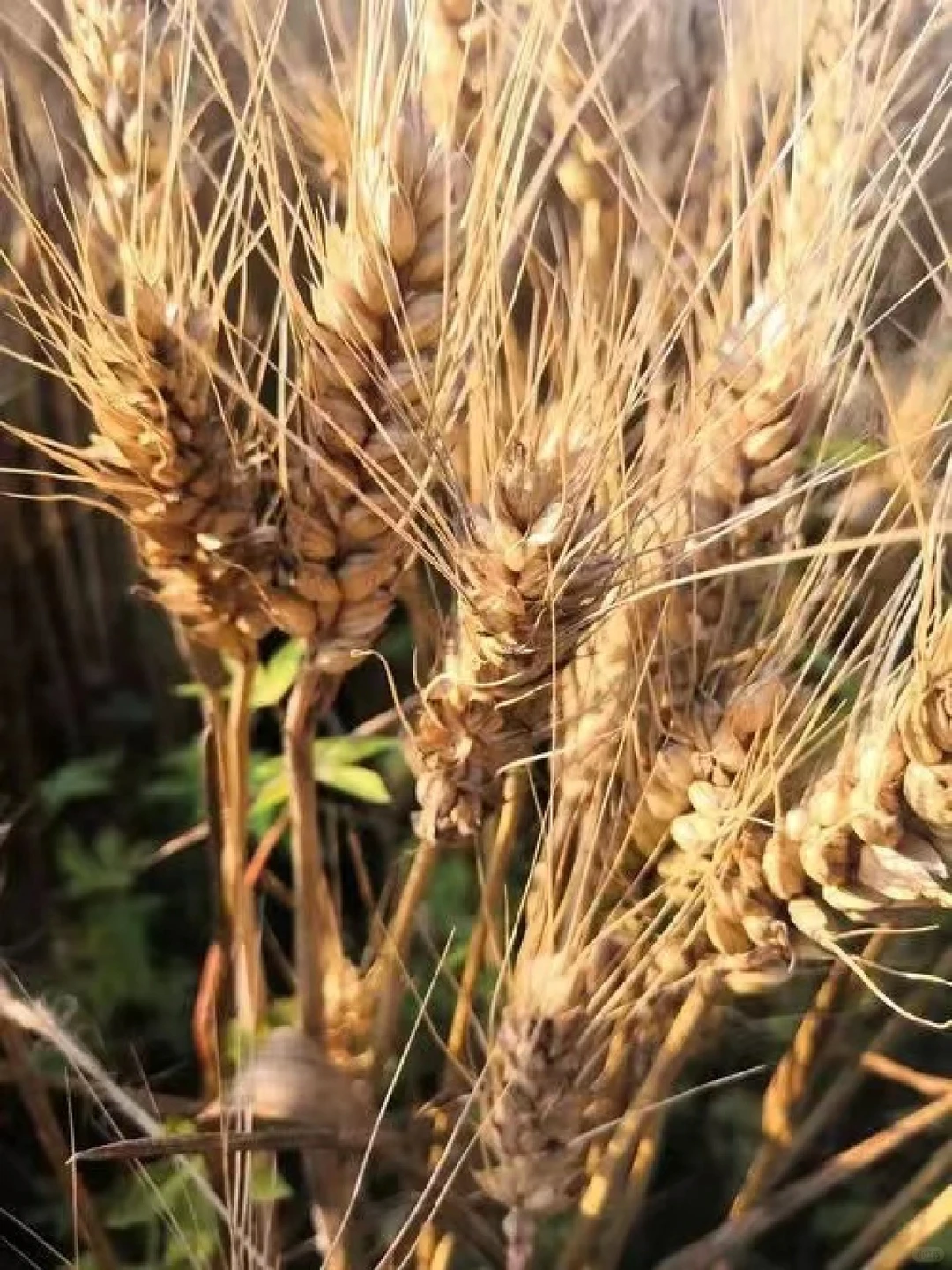 “人吃五谷杂粮” 其中“五谷”具体指哪种