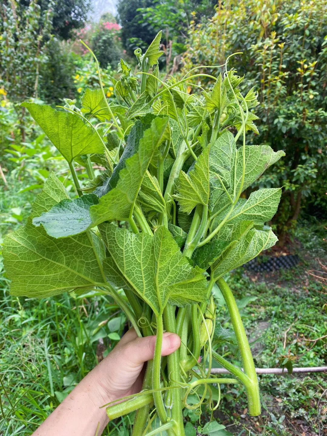 当我开始关心粮食和蔬菜后……