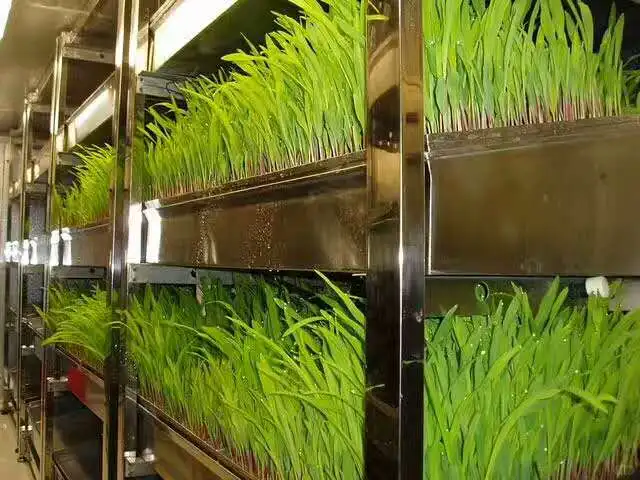 植物工厂牧草种植