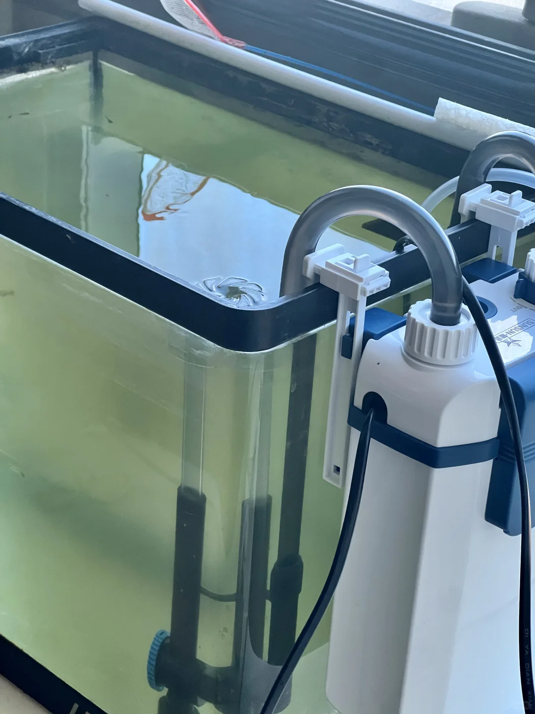 ?鱼缸水质自救指南｜放大蒜片真的能治水浑