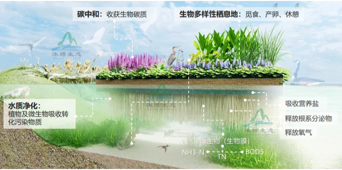 浮动湿地，让水质净化与生态美化同步实现
