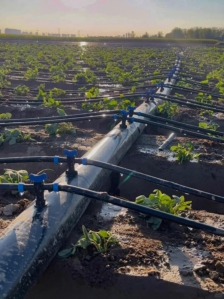 贴片式滴灌带VS迷宫式滴灌带,关键区别在这