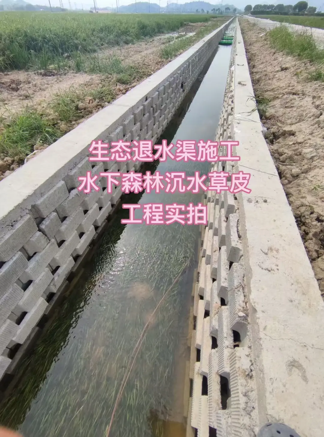 水下森林沉水草皮 · 生态退水渠工程实拍