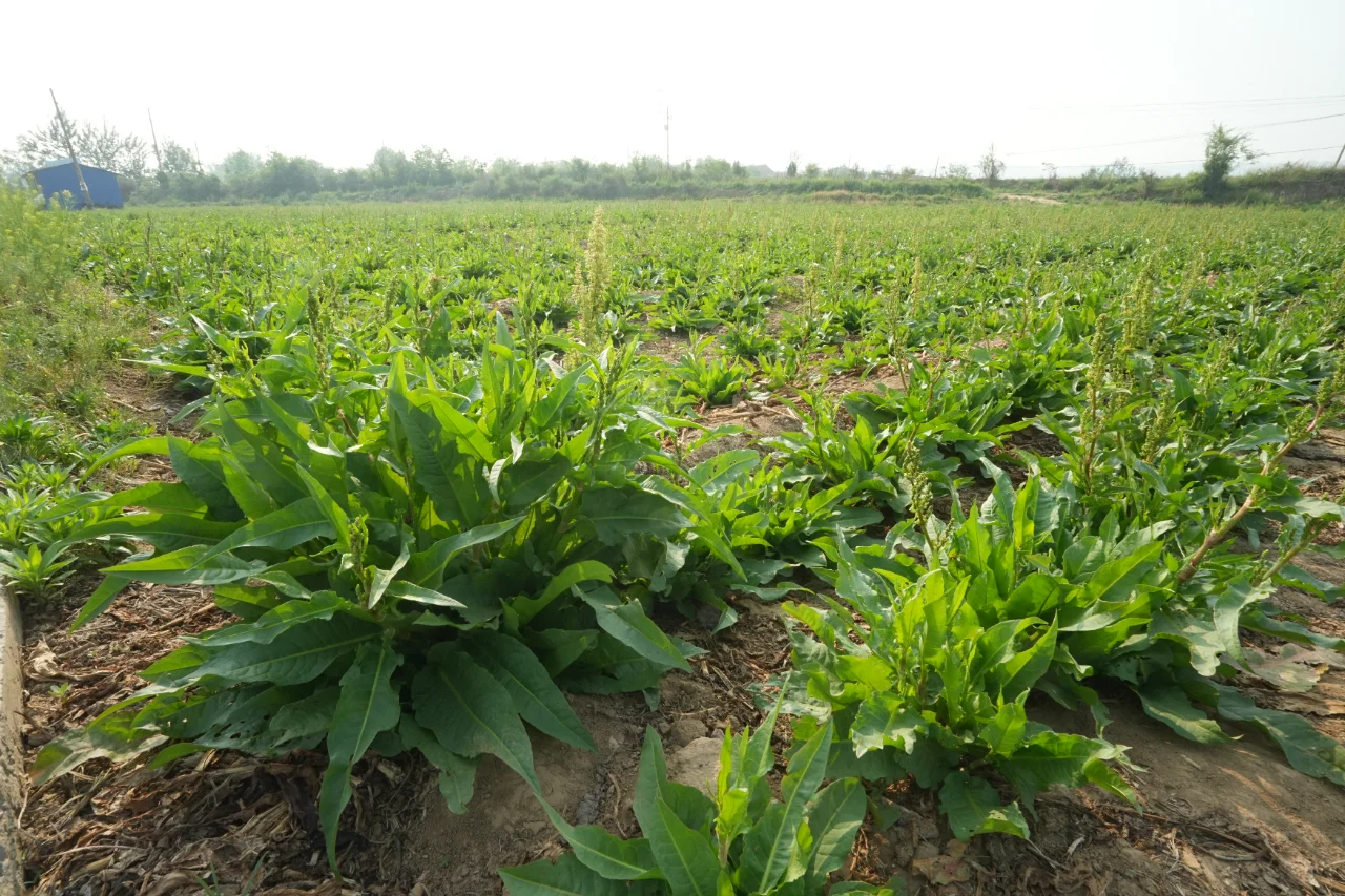 食叶草基地，绿色的未来