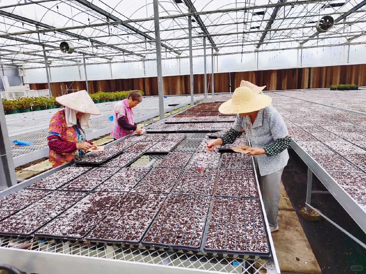 可食用景观植物产品生产