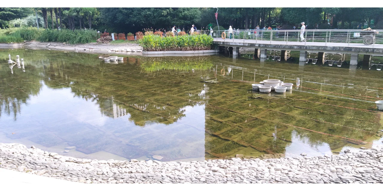 水下森林奇迹,生态界面打造完美水生生态!