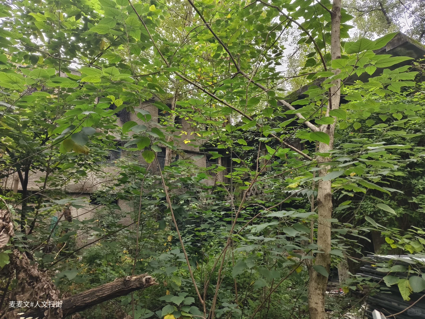 【江津】茶叶机械厂从热闹车间到寂静空院