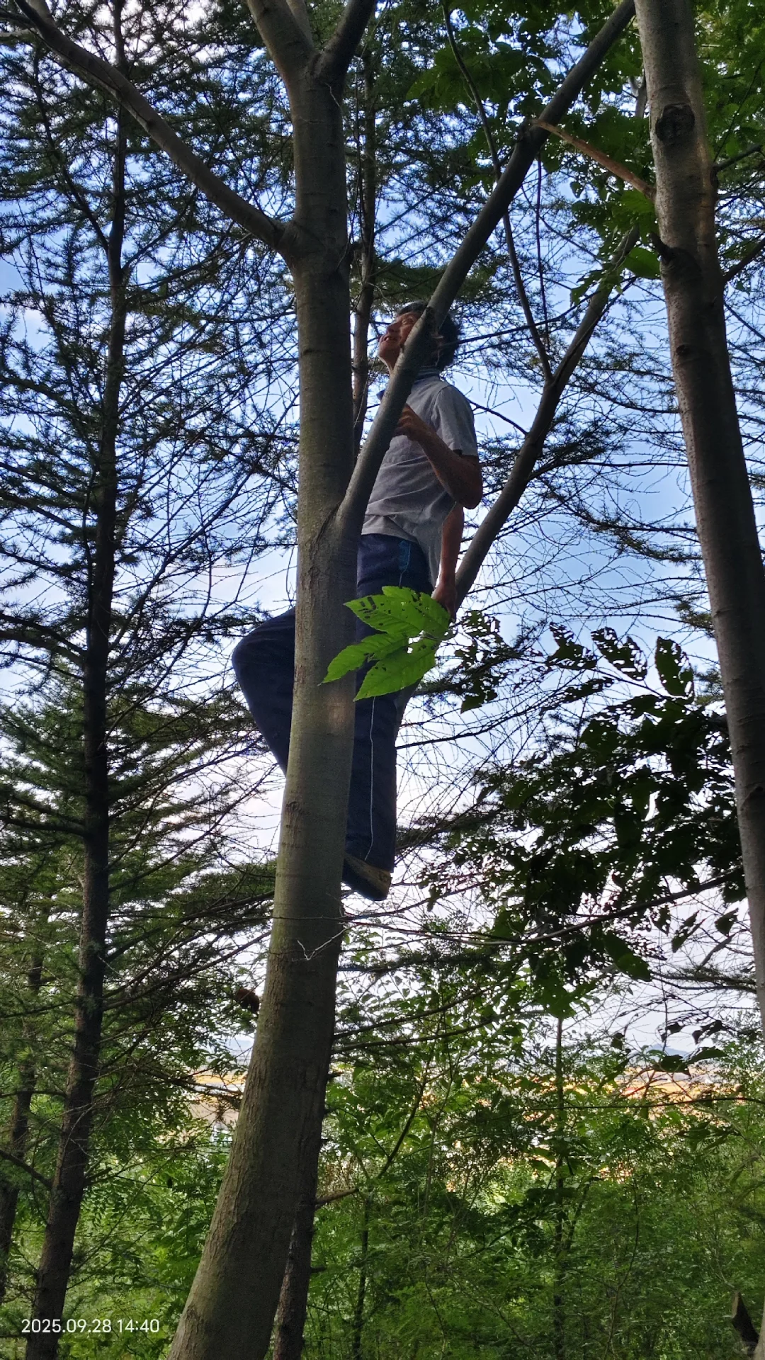 那些避雷丹东板栗的你出来。