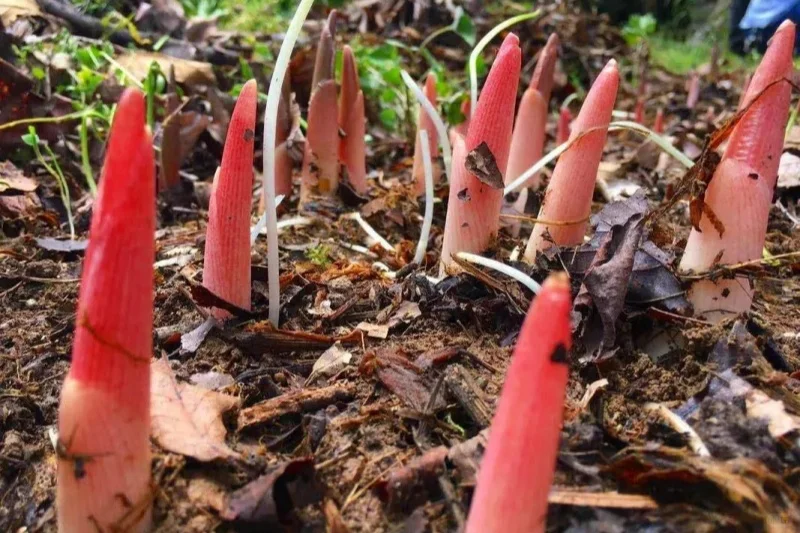 有三五亩地，种这种作物，都比上班打工强！