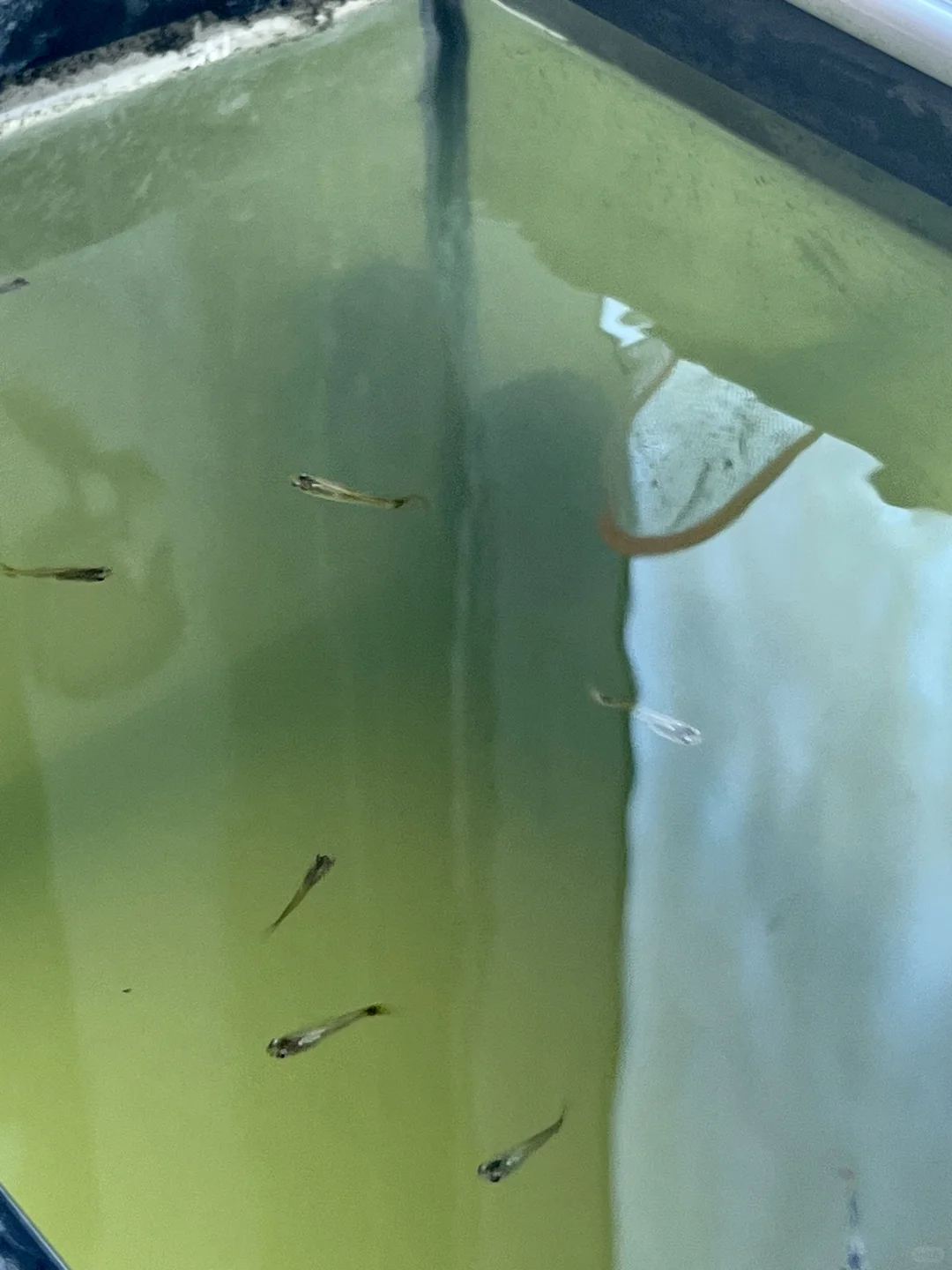 ?鱼缸水质自救指南｜放大蒜片真的能治水浑