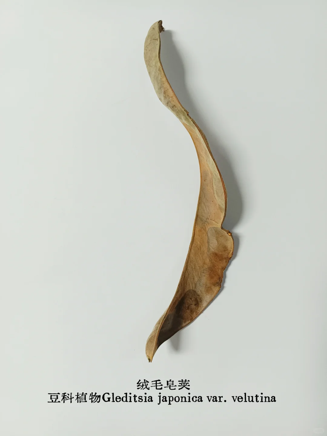 皂荚，不止一面｜从“肥皂荚”到“皂荚属”