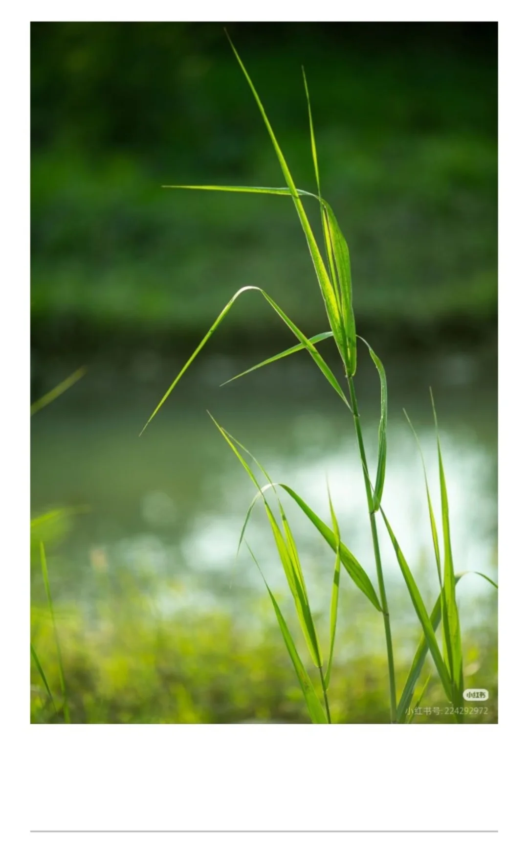 《楚辞》香草美人名录——华（芦苇）上篇