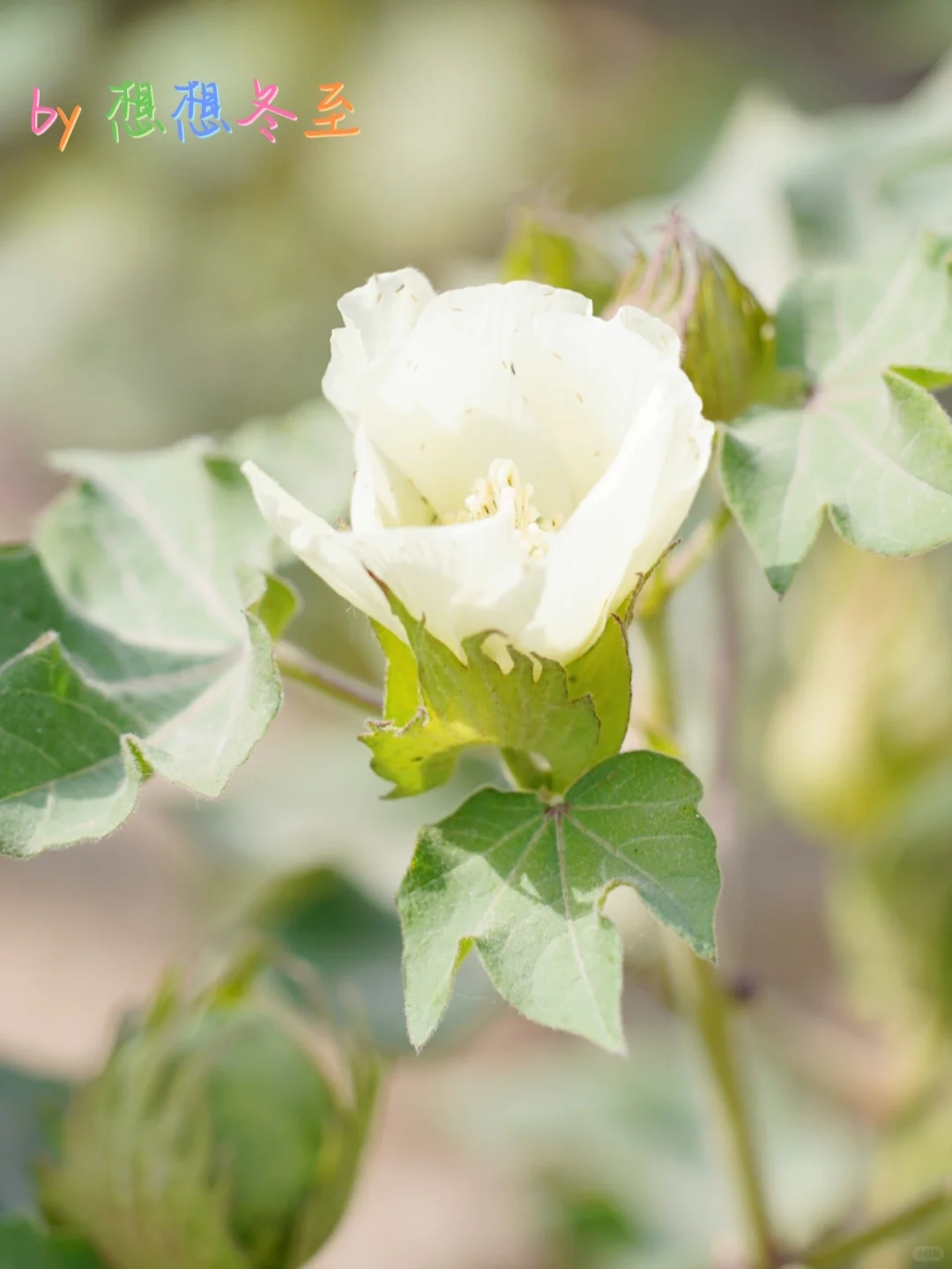 新疆植物|这是什么植物呀？?