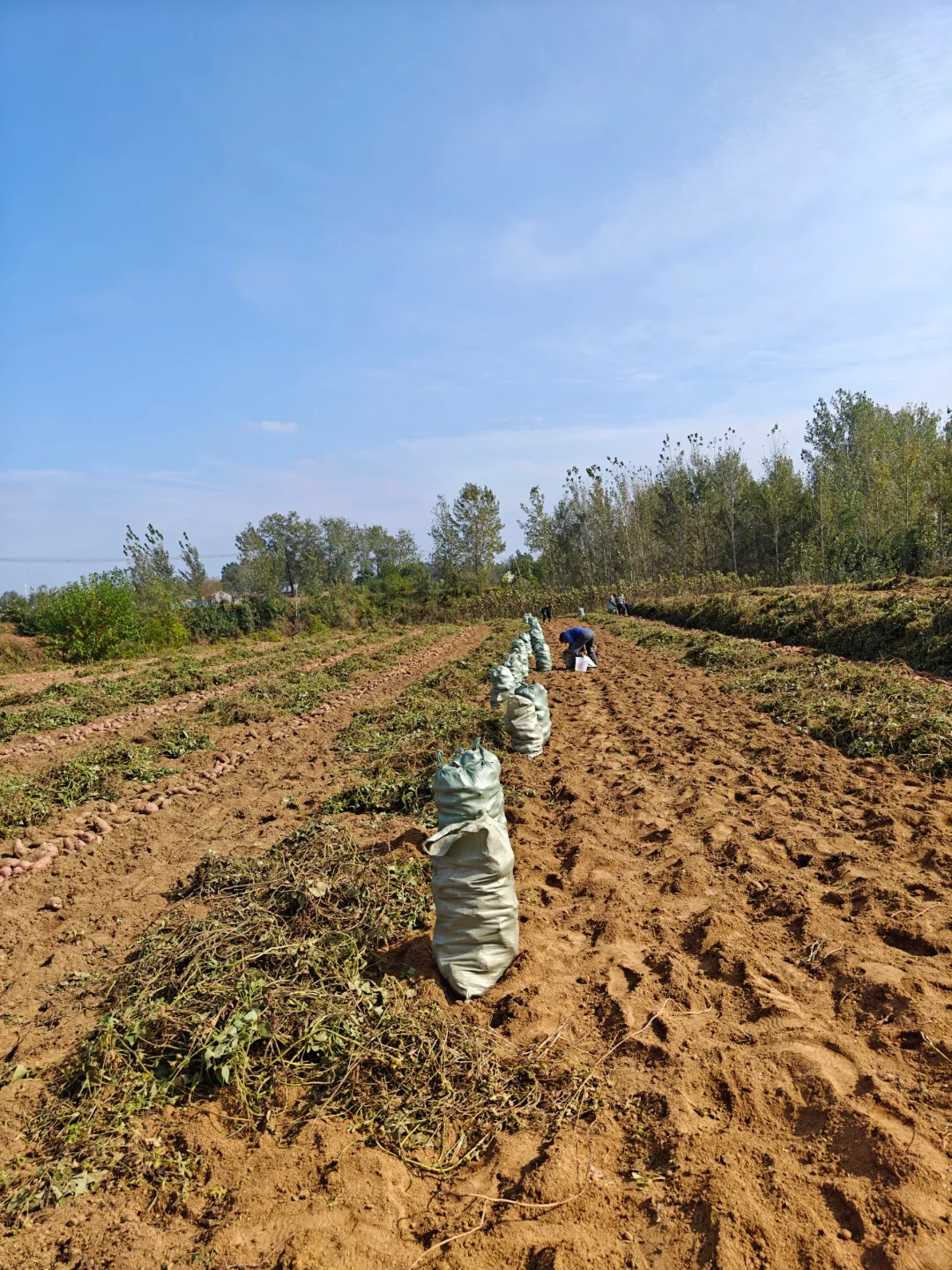 红薯已经收完了