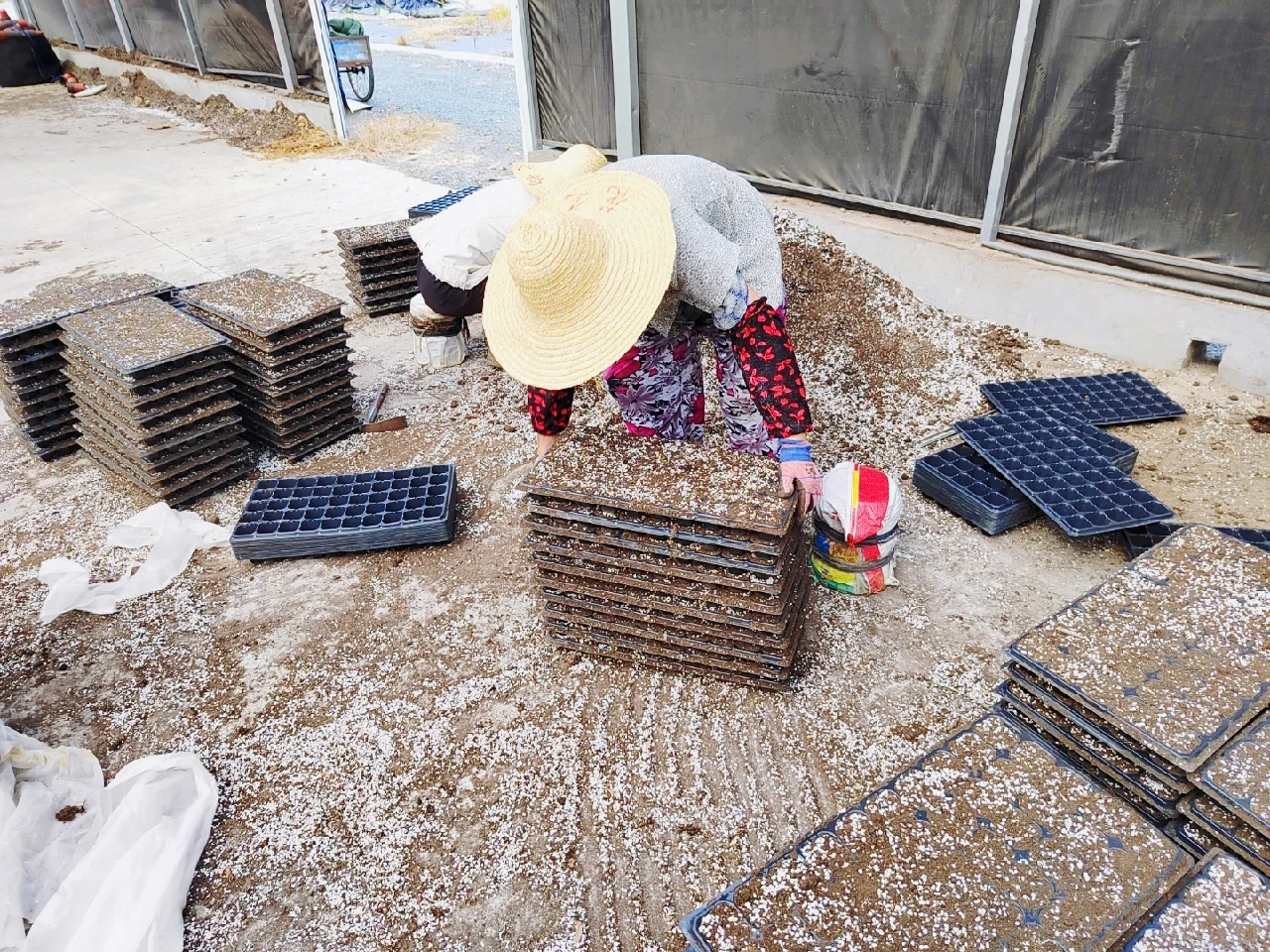 可食用景观植物产品生产