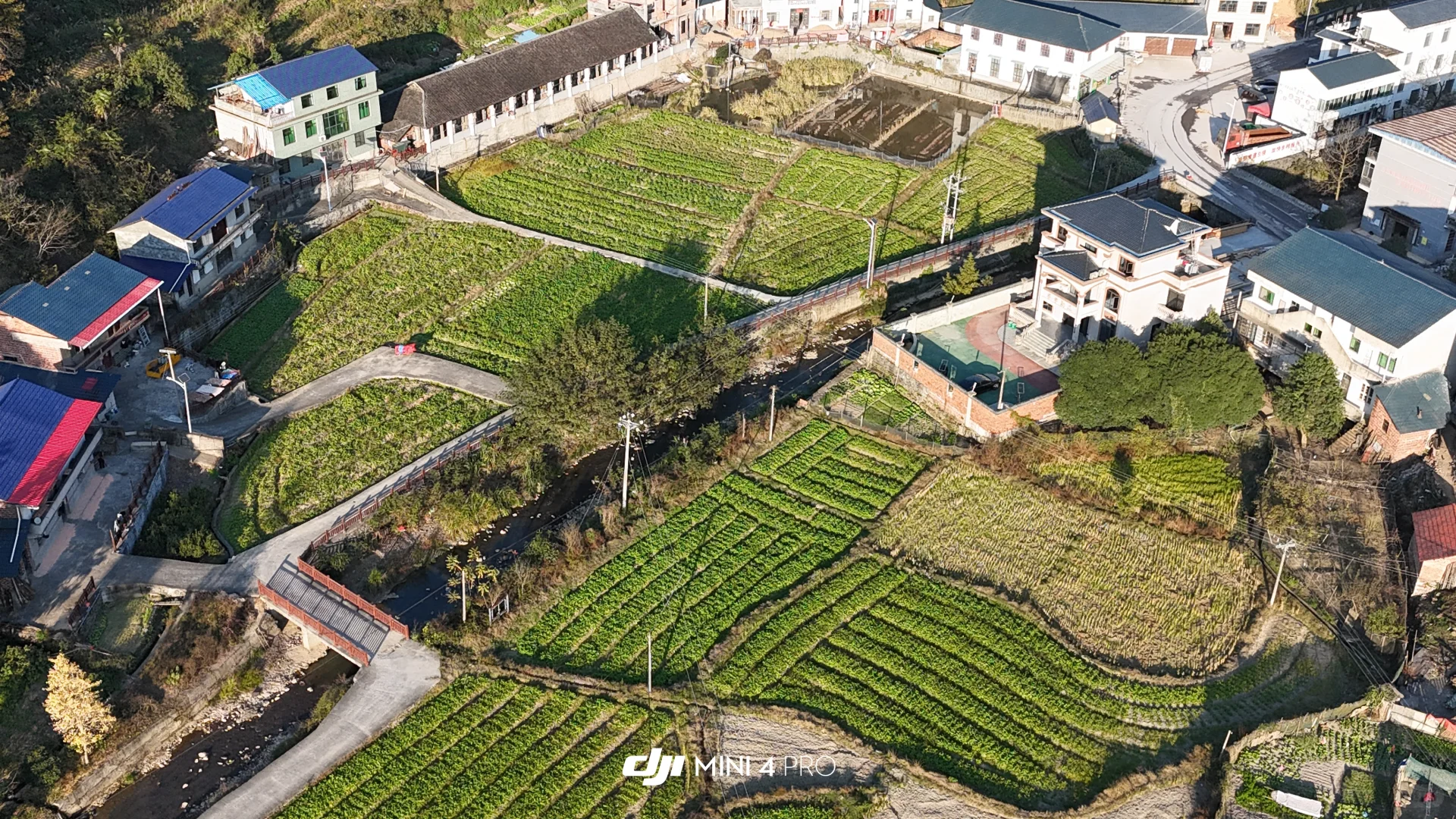 又是一年萝卜季