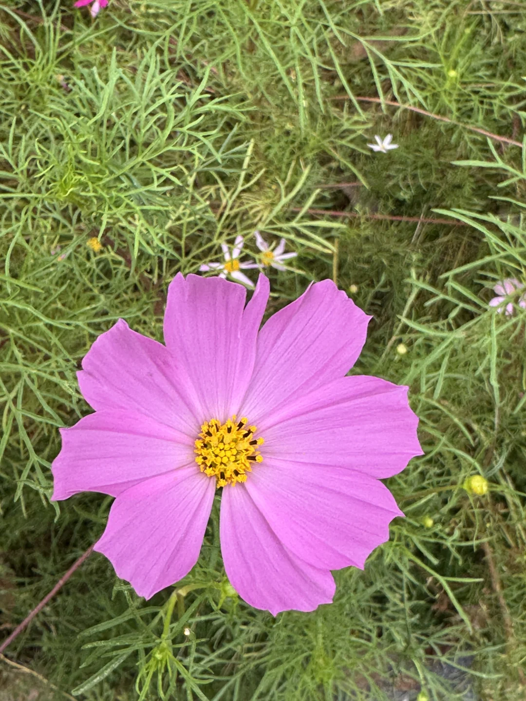 水生态修复美图