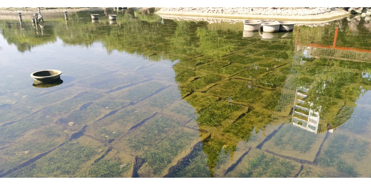 水下森林奇迹,生态界面打造完美水生生态!