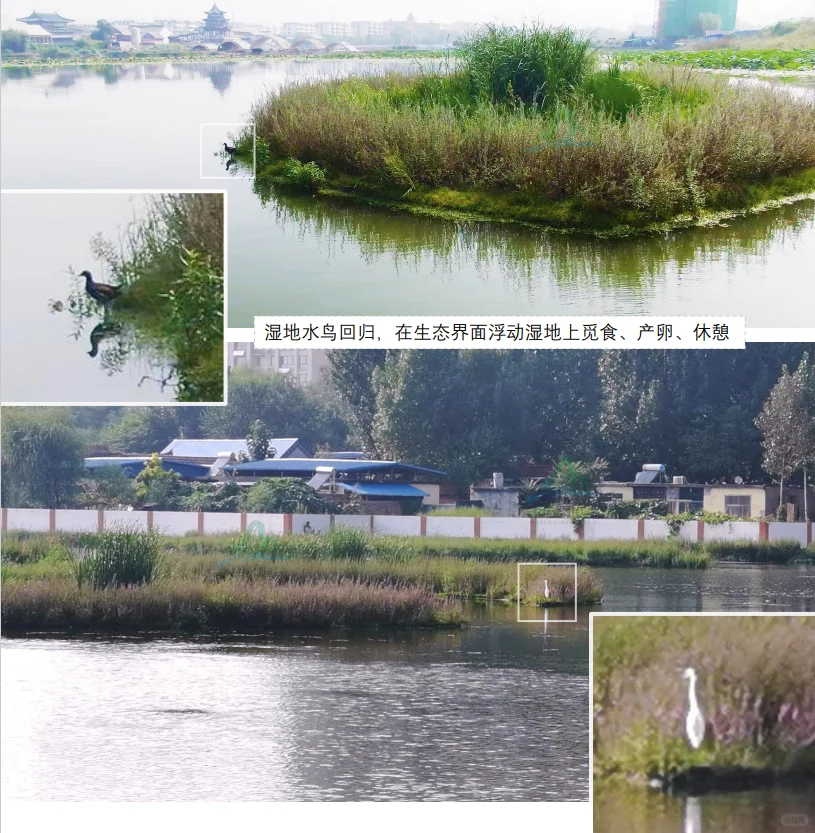 浮动湿地，让水质净化与生态美化同步实现