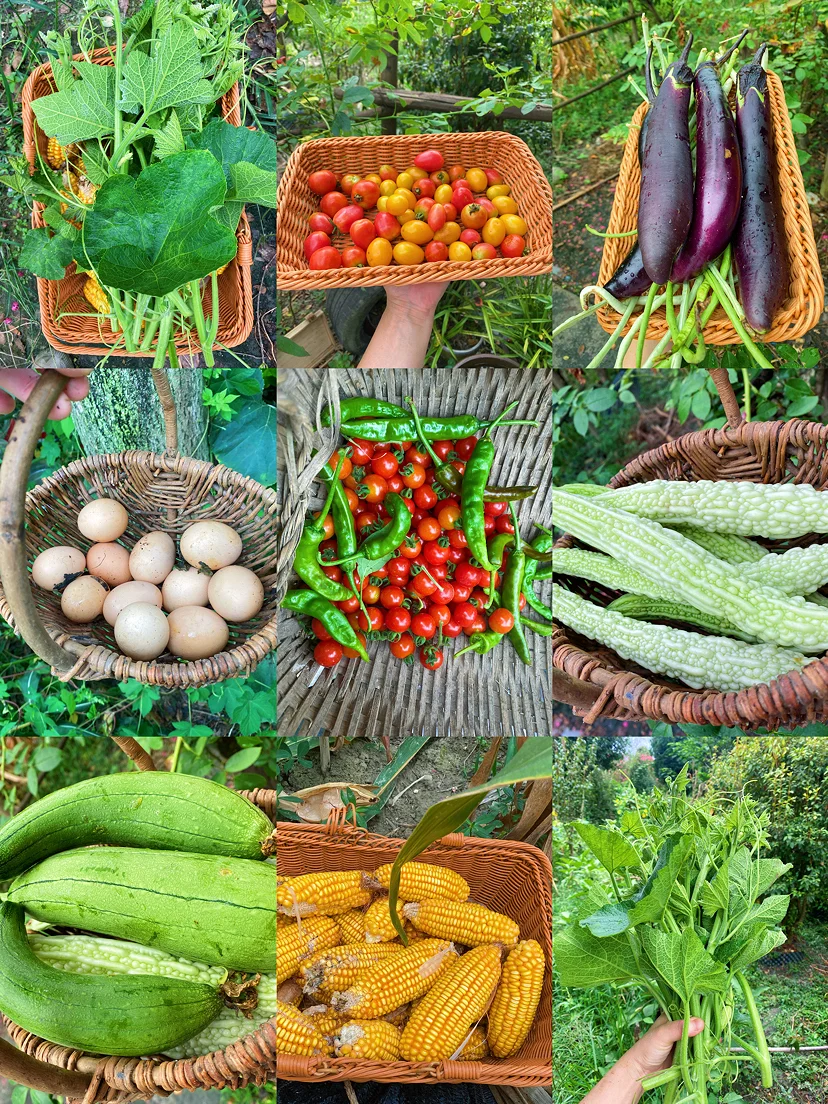 当我开始关心粮食和蔬菜后……