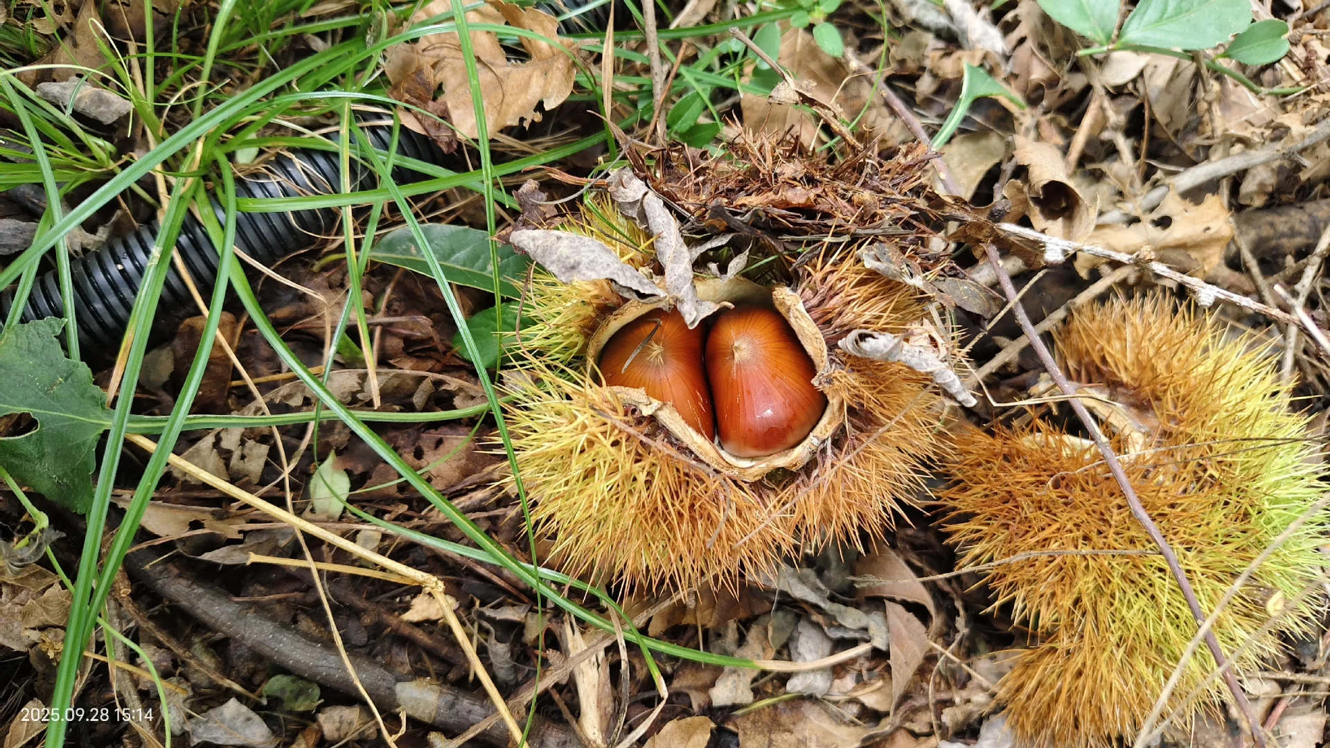 那些避雷丹东板栗的你出来。