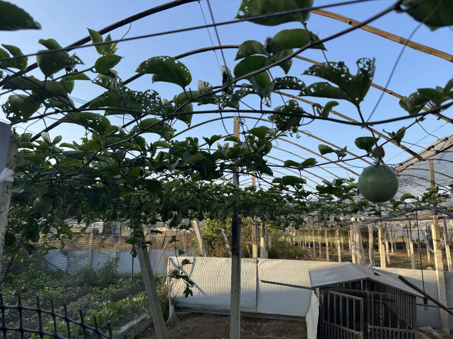 浙江的农村也是越来越好了